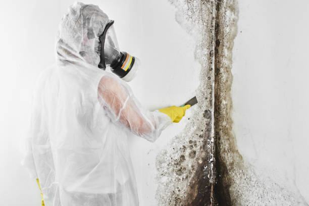 Best Residential Mold Removal  in Portland, IN