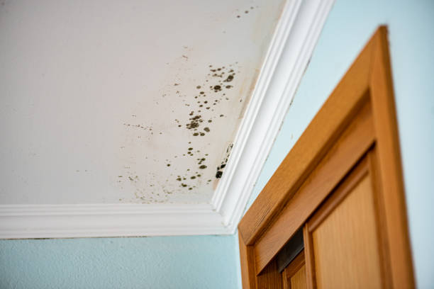 Best Best Mold Removal Companies  in Portland, IN