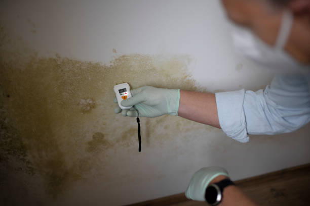 Best Black Mold Removal  in Portland, IN