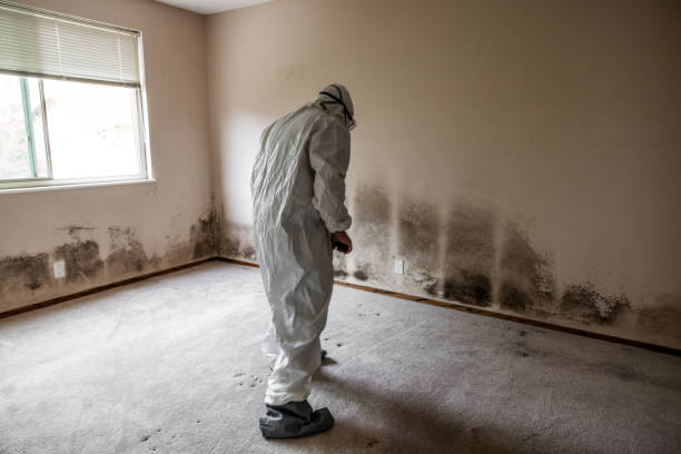 Best Mold Removal Process  in Portland, IN
