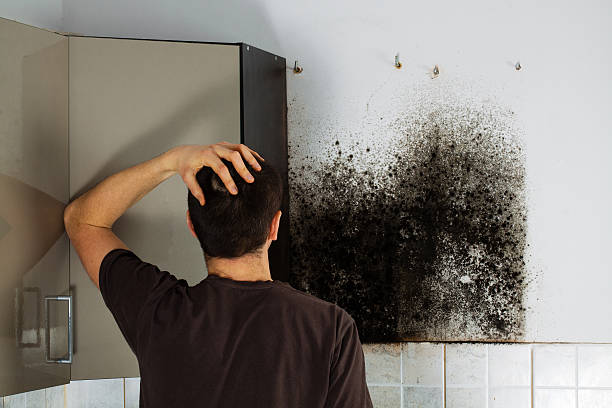 Mold Removal Process in Portland, IN