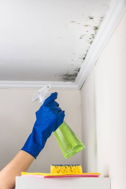 Best Attic Mold Removal  in Portland, IN